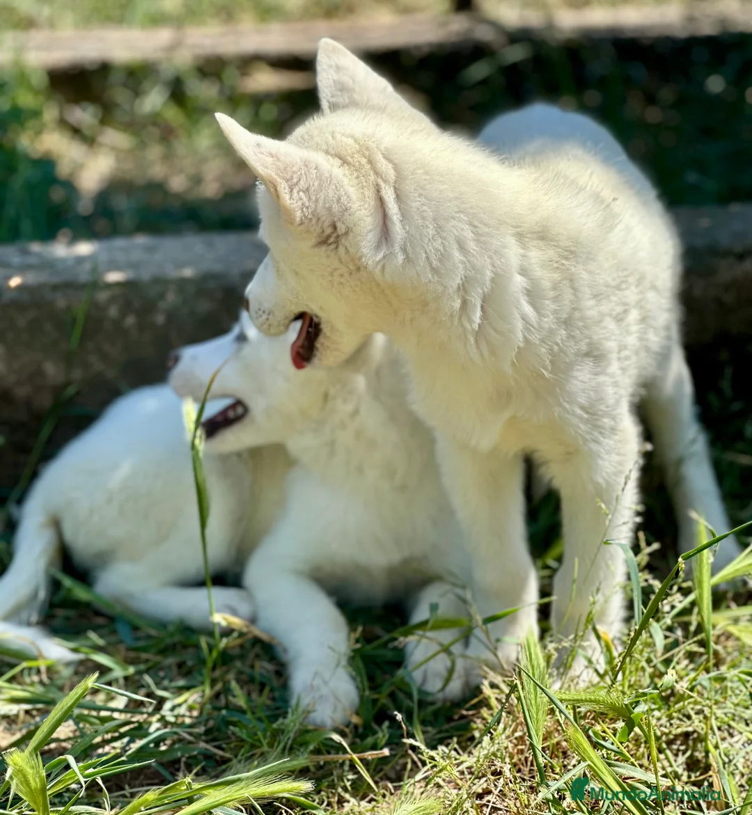 Husky Siberiano perros en venta: IMPRESIONANTES HUSKY BLANCO OJOS AZULES - Anuncio 5
