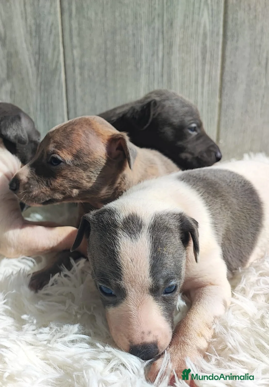 Whippet perros en venta: WHIPPET Hembra - Anuncio 7