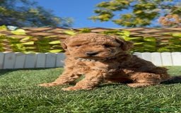 Caniche Toy perros en venta: CANICHE TOY MACHO - Anuncio 16