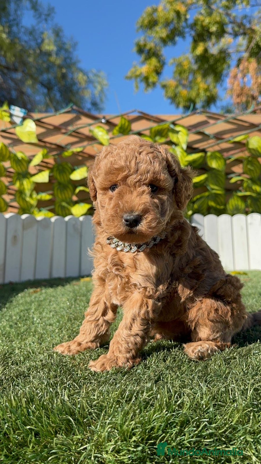 Caniche Toy perros en venta: CANICHE TOY MACHO - Anuncio 16