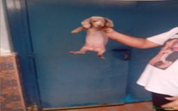 Teckel Miniatura perros en venta: ‼️hembritas de teckel kaninchen  - Imagen 3