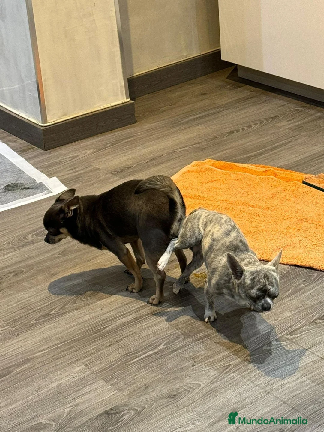 Chihuahua perros en venta: lilac con ojos grises y negros tricolor  - Anuncio 8