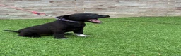 Jack Russell Terrier perros en venta: Cachorros Patterdale terrier  - Anuncio 2