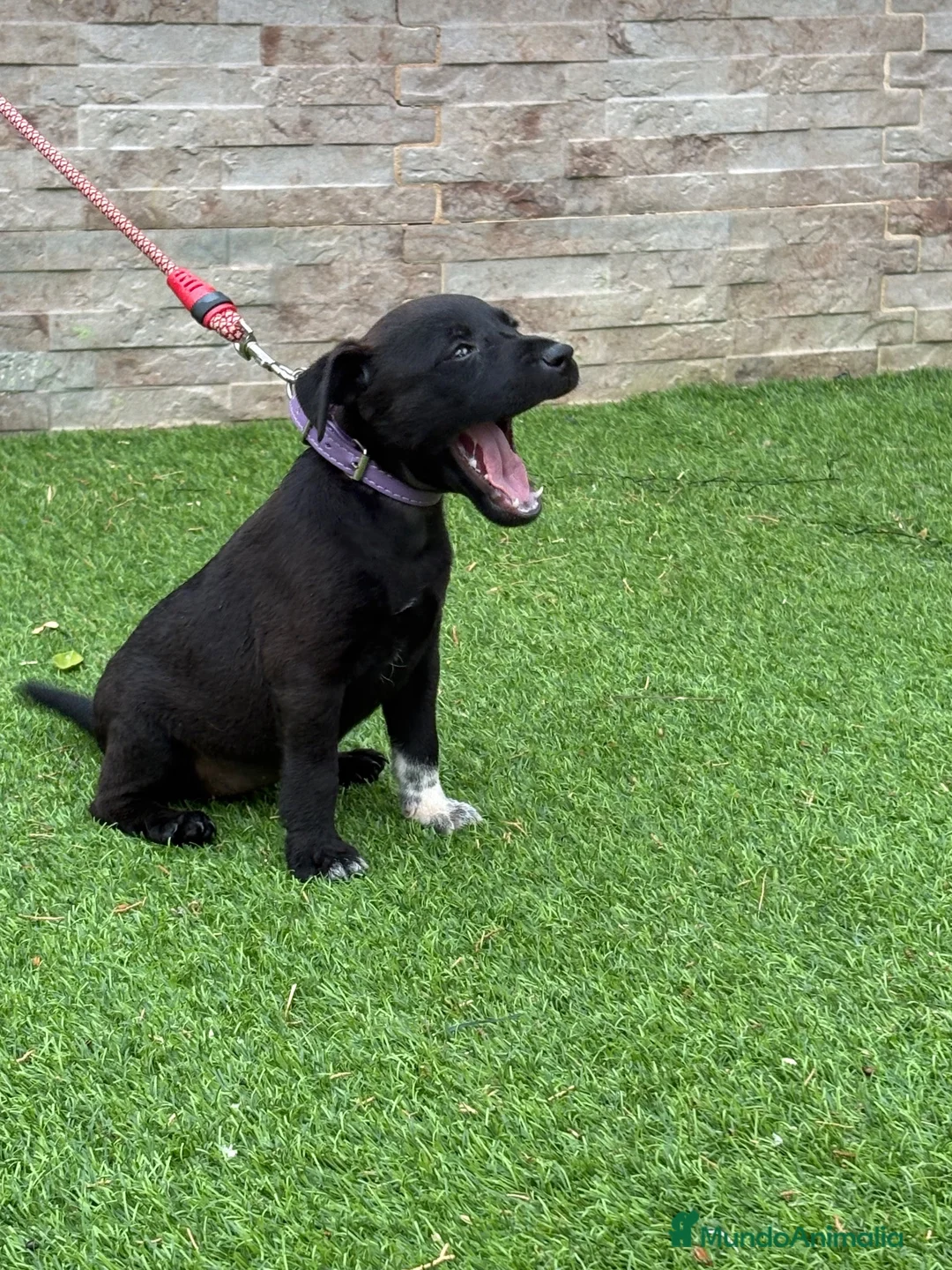 Jack Russell Terrier perros en venta: Cachorros Patterdale terrier  - Anuncio 2