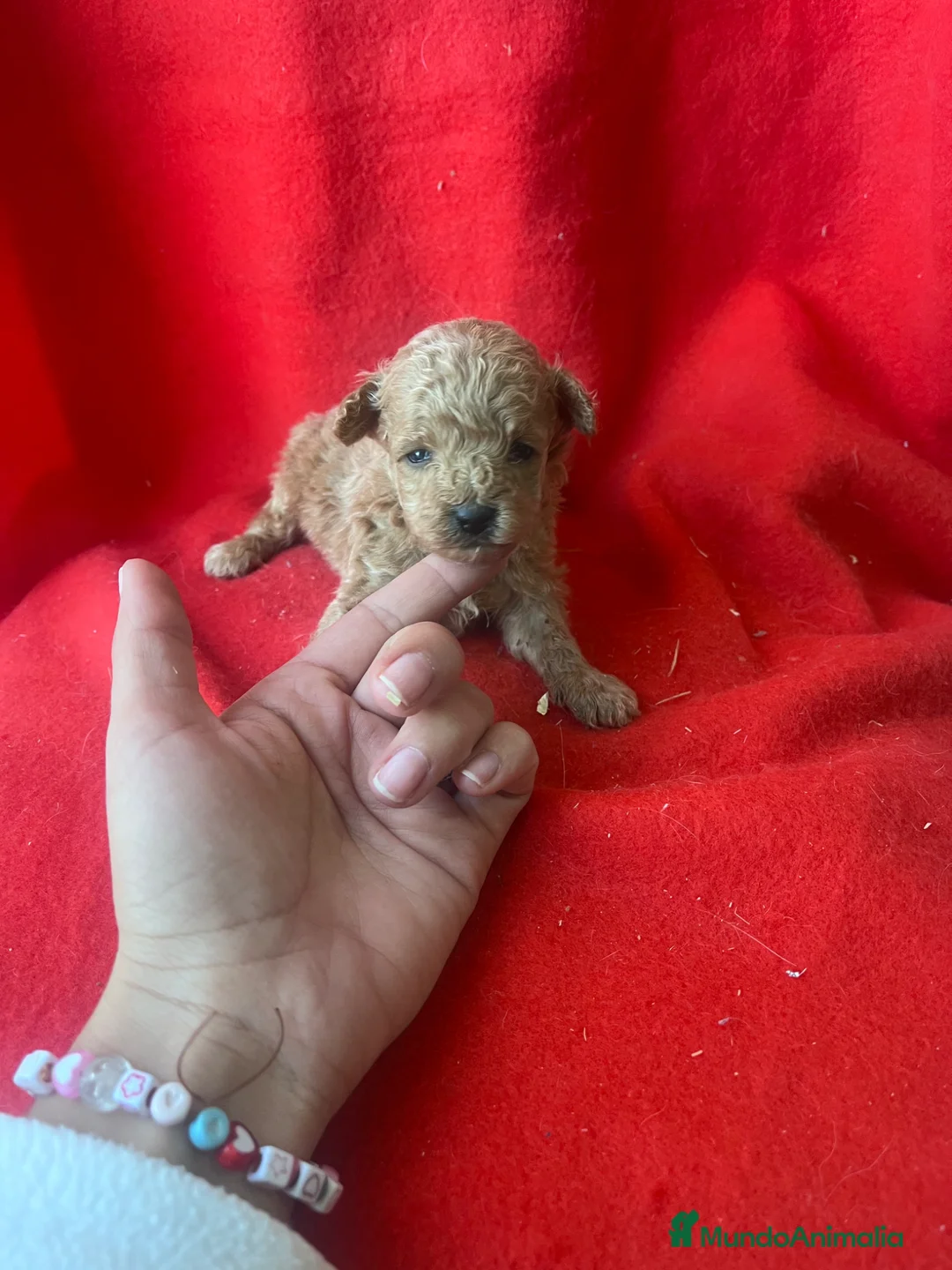 Caniche Toy perros en venta: PRECIOSO CANICHE TOY - Anuncio 1