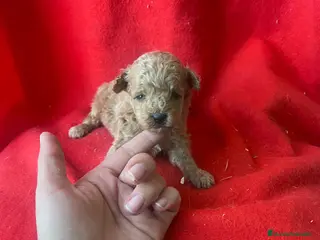 Caniche Toy perros PRECIOSO CANICHE TOY - Anuncio 1