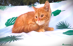 Británico de Pelo Corto gatos en venta: Gatito british shorthair color red tabby.  - Imagen 2