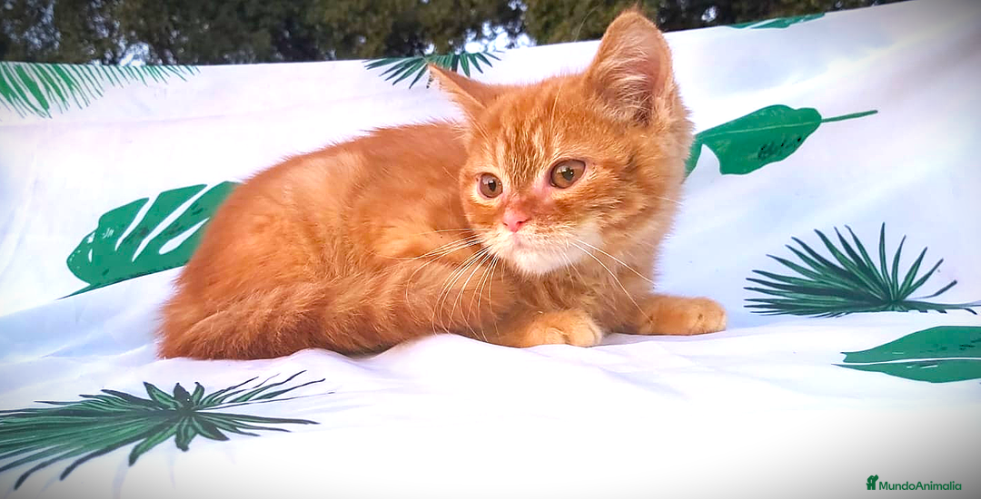 Británico de Pelo Corto gatos en venta: Gatito british shorthair color red tabby.  - Imagen 2