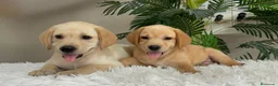 Labrador Retriever perros en venta: LABRADOR RETRIEVER  - Anuncio 10