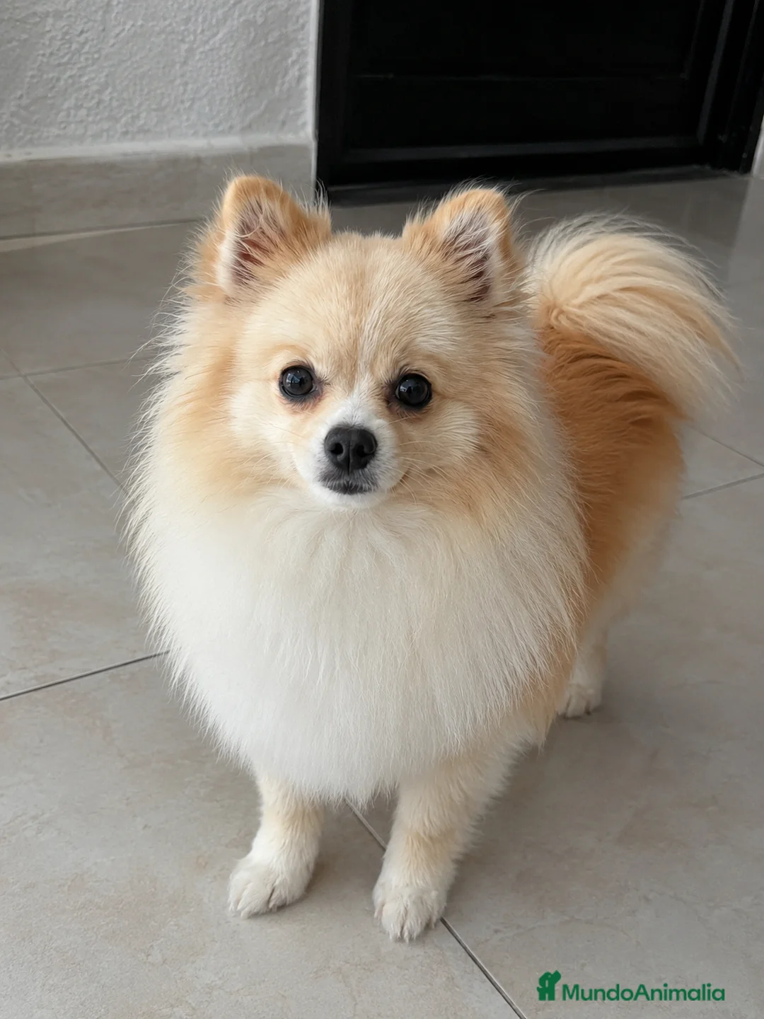 Pomerania perros en venta: Pomerania mini toy - Anuncio 2