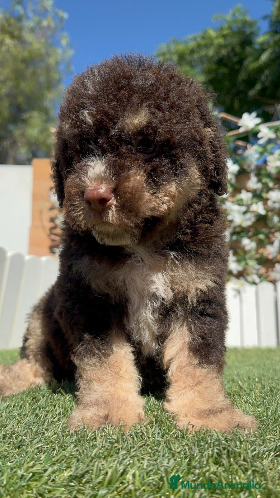 Perro de Agua Español perros en venta: PERRO DE AGUA ESPAÑOL - Anuncio 10