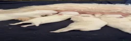 Bichón Maltés perros en venta: Bichon maltés  - Anuncio 2