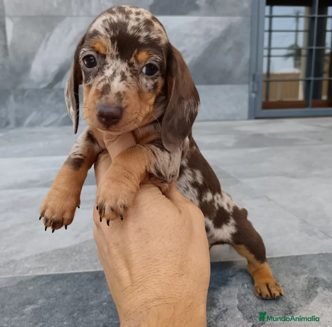 Teckel Miniatura perros en venta: Teckel mini - Anuncio 4