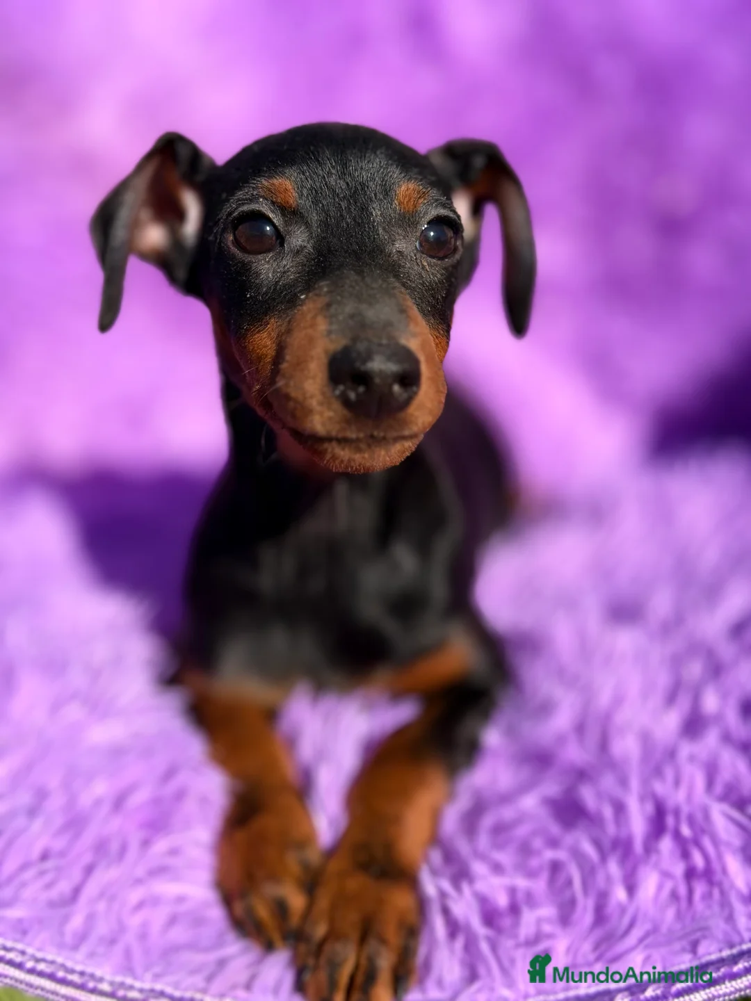 Pinscher Miniatura perros en venta: Minipincher hembra  - Anuncio 4