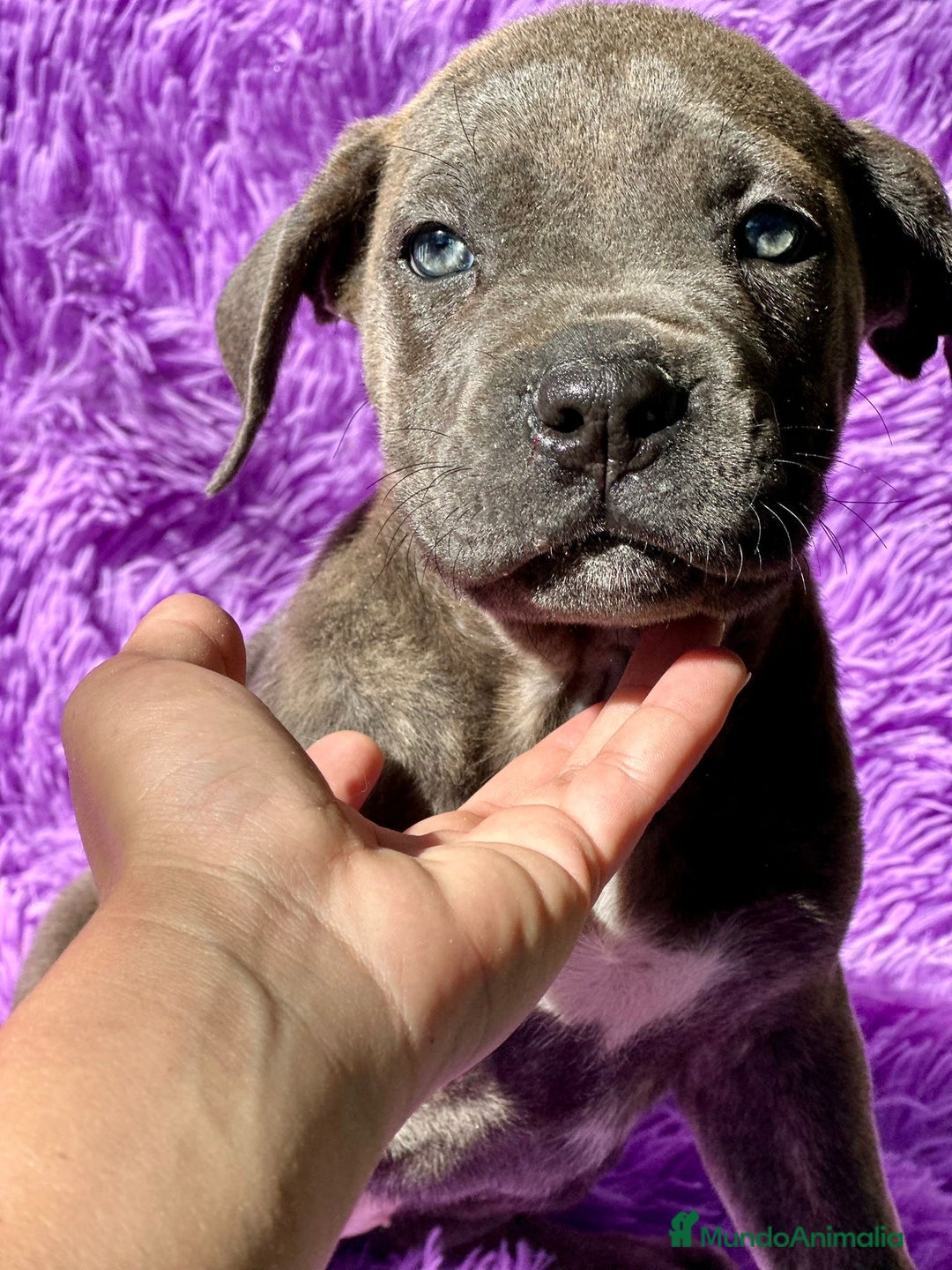 Cane Corso perros en venta: IMPRESIONANTE CAMADA DE CABE CORSO! - Imagen 2