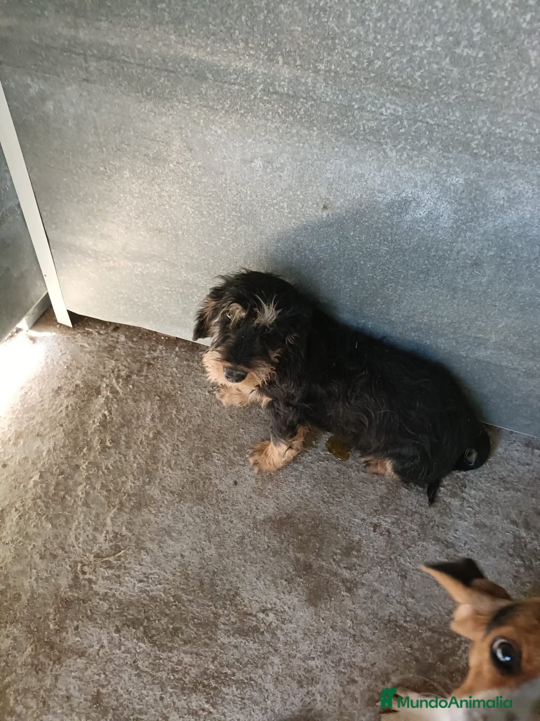Teckel perros en venta: Teckel - Anuncio 1