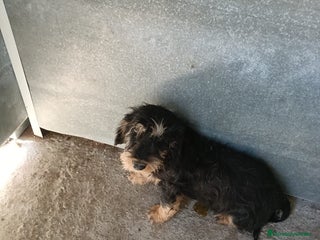 Teckel perros Teckel - Anuncio 1