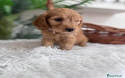 Otras razas perros en venta: COCKAPOO - Imagen 3