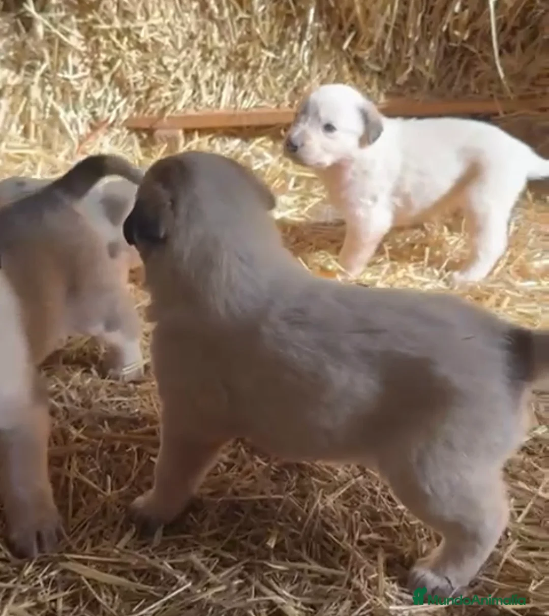 Mastín Español perros en venta: Mastín disponible para entregar - Anuncio 2