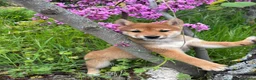 Shiba Inu perros en venta: Shiba Inú con toda la vacuanion completa  - Anuncio 6