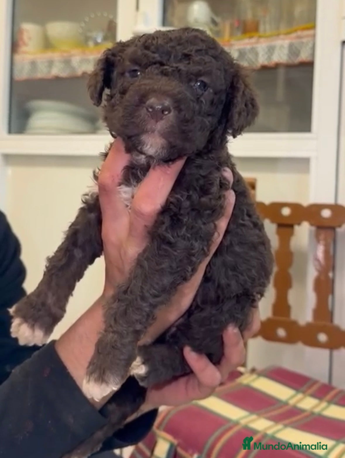 Perro de Agua Español perros Última perra de agua chocolate disponible  - Anuncio 1