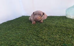 Teckel Miniatura perros en venta: TECKEL MINI ISABELA - Imagen 1