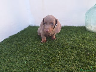 Teckel Miniatura perros - Anuncio 7