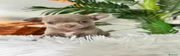 Chihuahua perros en venta: CHIHUAHUA MACHO - Anuncio 10