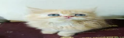 Persa gatos en venta: CACHORROS PERSAS HIMALAYOS  - Anuncio 1