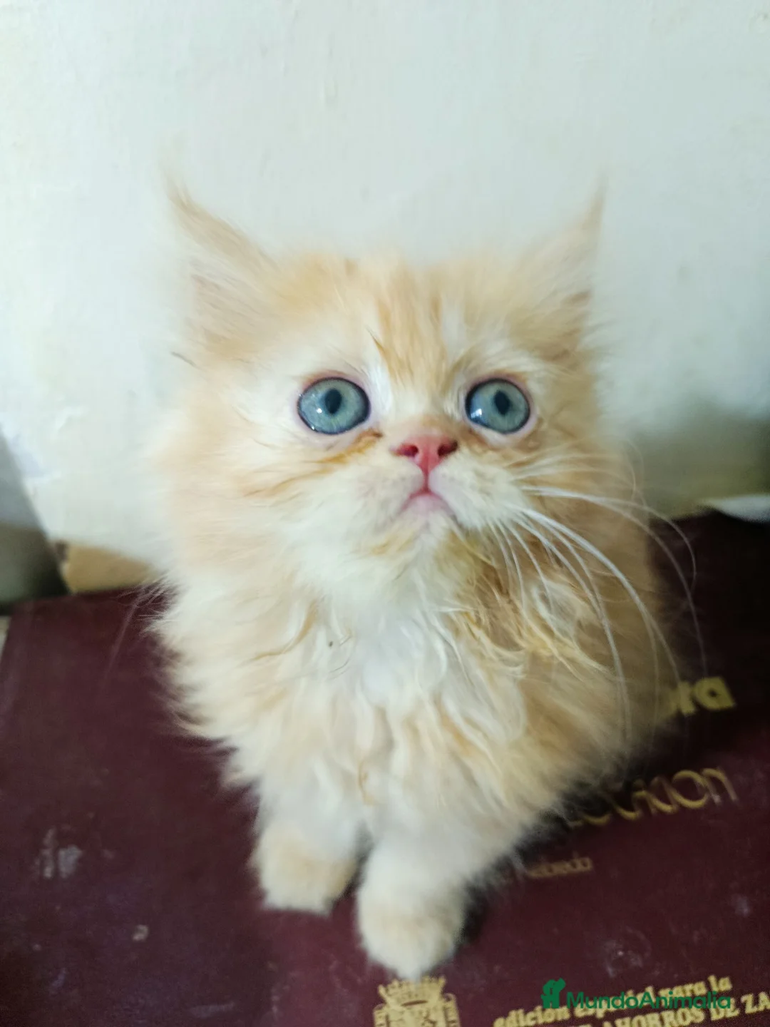 Persa gatos en venta: CACHORROS PERSAS HIMALAYOS  - Anuncio 1