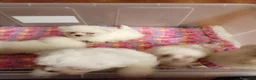 Bichón Maltés perros en venta: Bichon Maltese toy - Anuncio 2