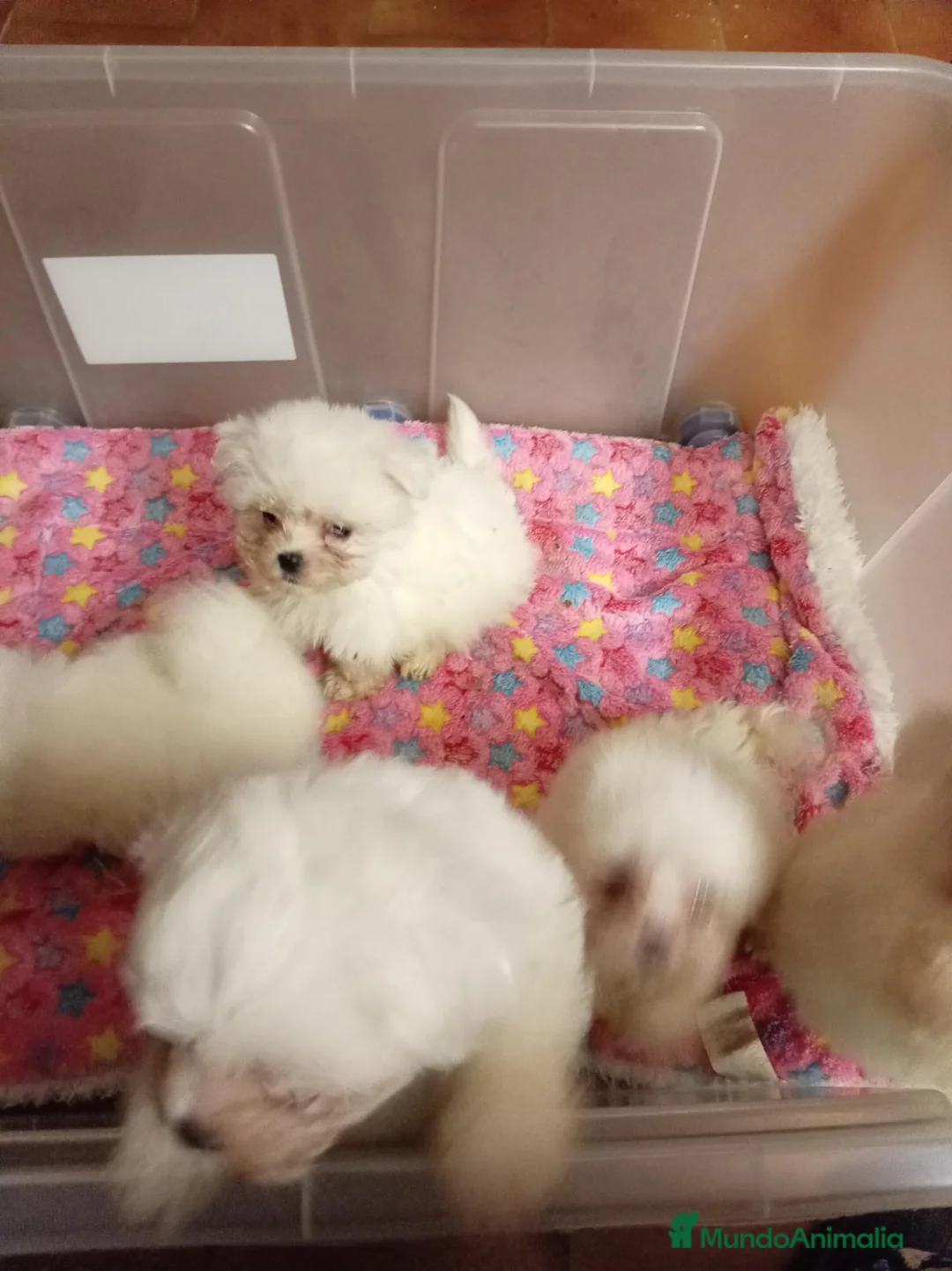 Bichón Maltés perros en venta: Bichon Maltese toy - Anuncio 2