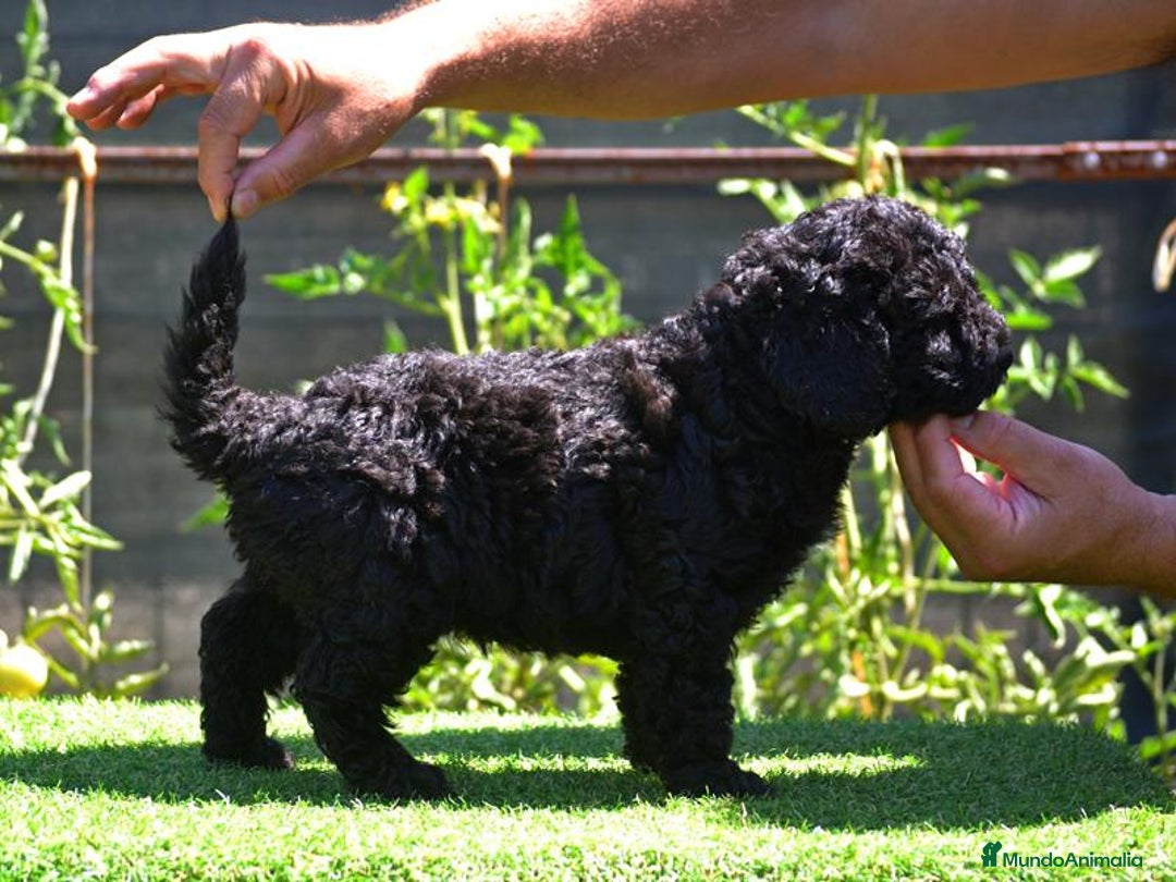 Perro de Agua Español perros en venta: Cachorro macho de perro de agua español - Imagen 11
