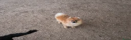 Pomerania perros en venta: Pomeranias mini peluches - Anuncio 5