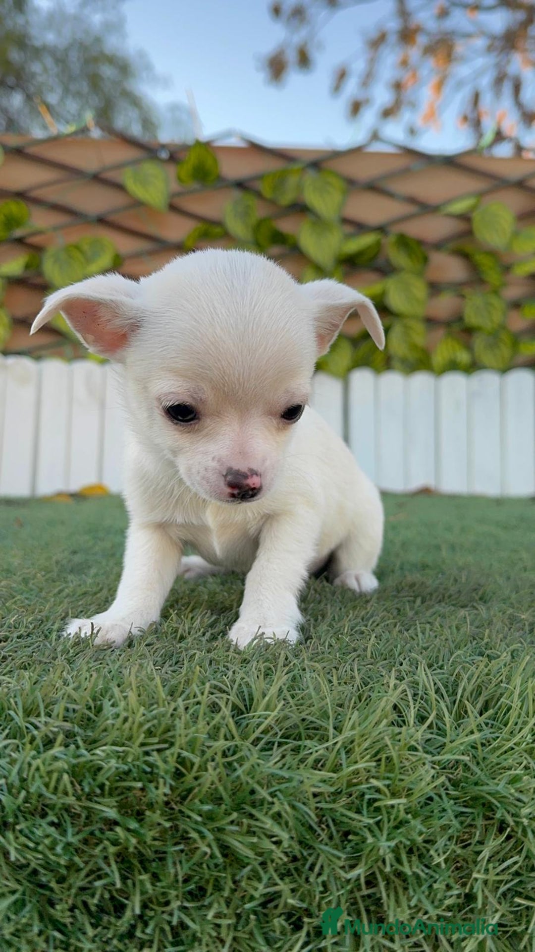 Chihuahua perros en venta: CHIHUAHUA MACHO - Anuncio 5