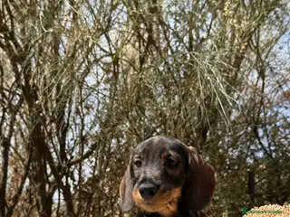 Teckel Miniatura perros TECKEL PELO DURO - Anuncio 2