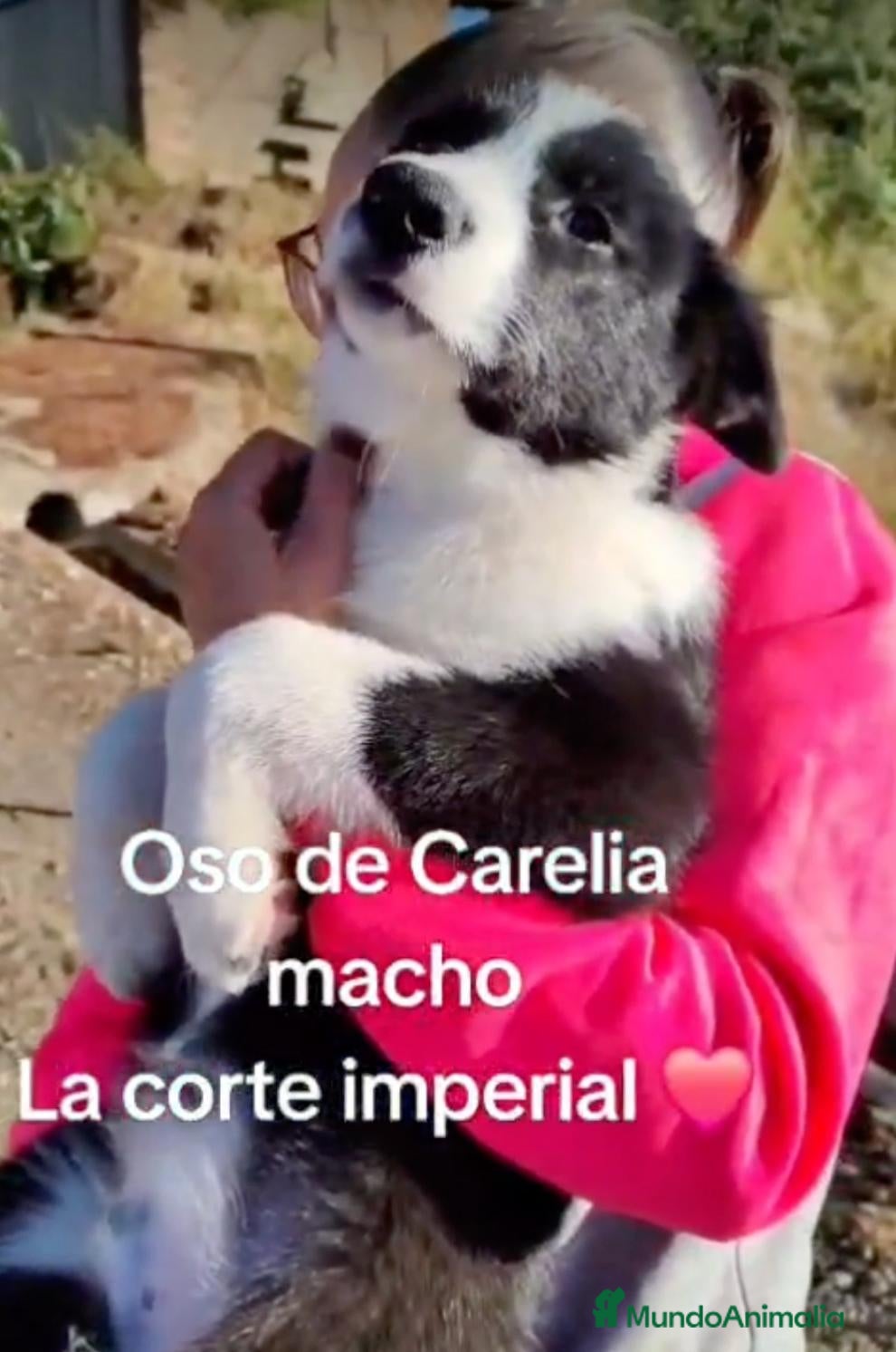 Otras razas perros Oso de Carelia - Karjalankarhukoira - Anuncio 1