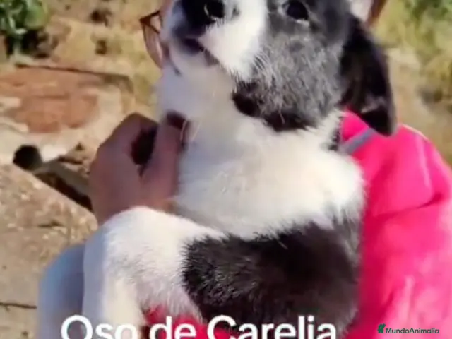 Otras razas perros Oso de Carelia - Karjalankarhukoira - Anuncio 1