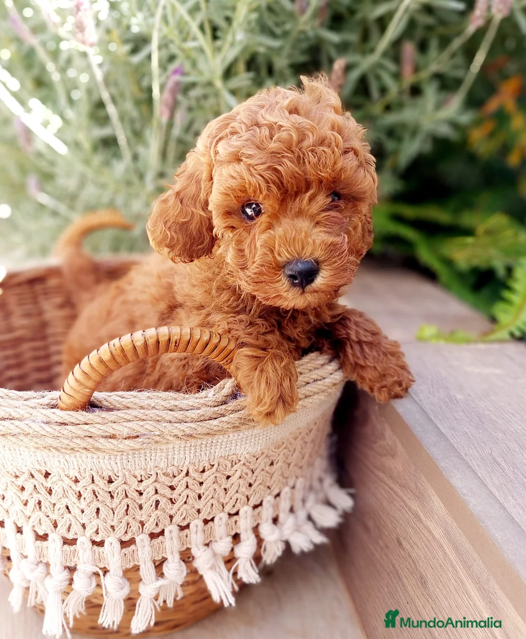 Caniche Toy perros en venta: CANICHE TOY  - Anuncio 1