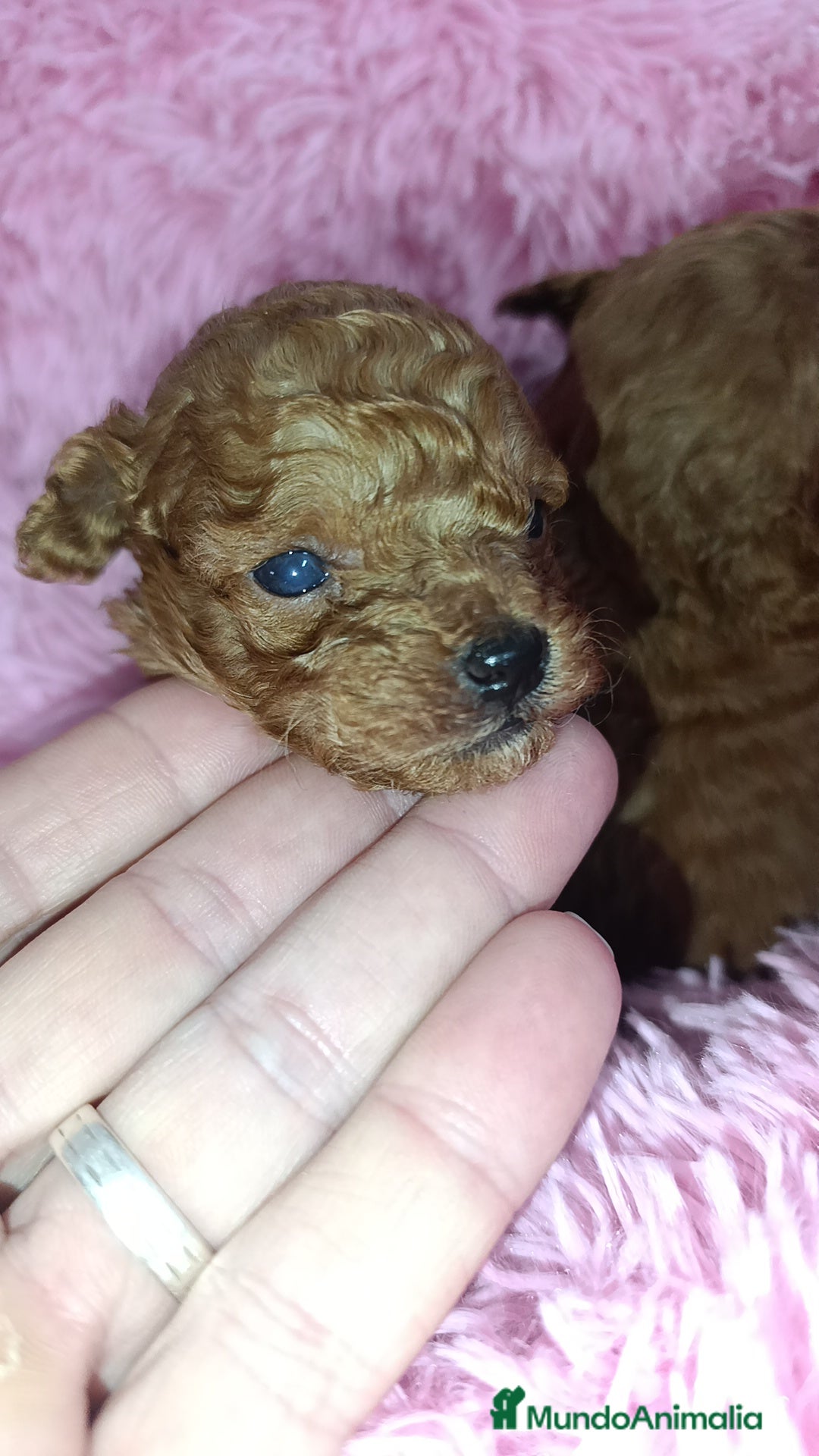 Caniche Toy perros en venta: Caniche Toy  - Anuncio 2