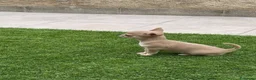 Chihuahua perros en venta: Princesita chihuahua lilac - Anuncio 8