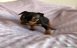 Pinscher Miniatura perros en venta: Pinscher miniatura  - Imagen 5