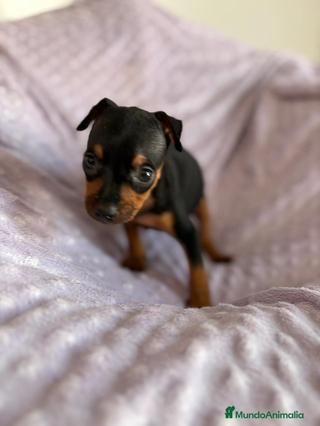 Pinscher Miniatura perros en venta: Pinscher miniatura  - Imagen 5