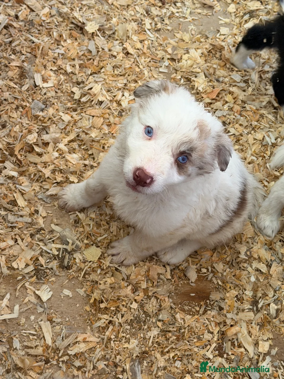 Border Collie perros en venta: Borde collie  - Anuncio 1