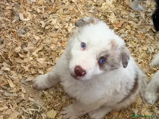 Border Collie perros Borde collie - Anuncio 1