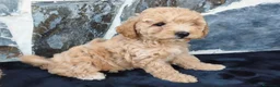 Raza Mixta perros en venta: CANICHE ENANA - Anuncio 1