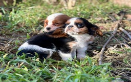 Cavalier King Charles Spaniel perros en venta: Cavaller king  - Imagen 10