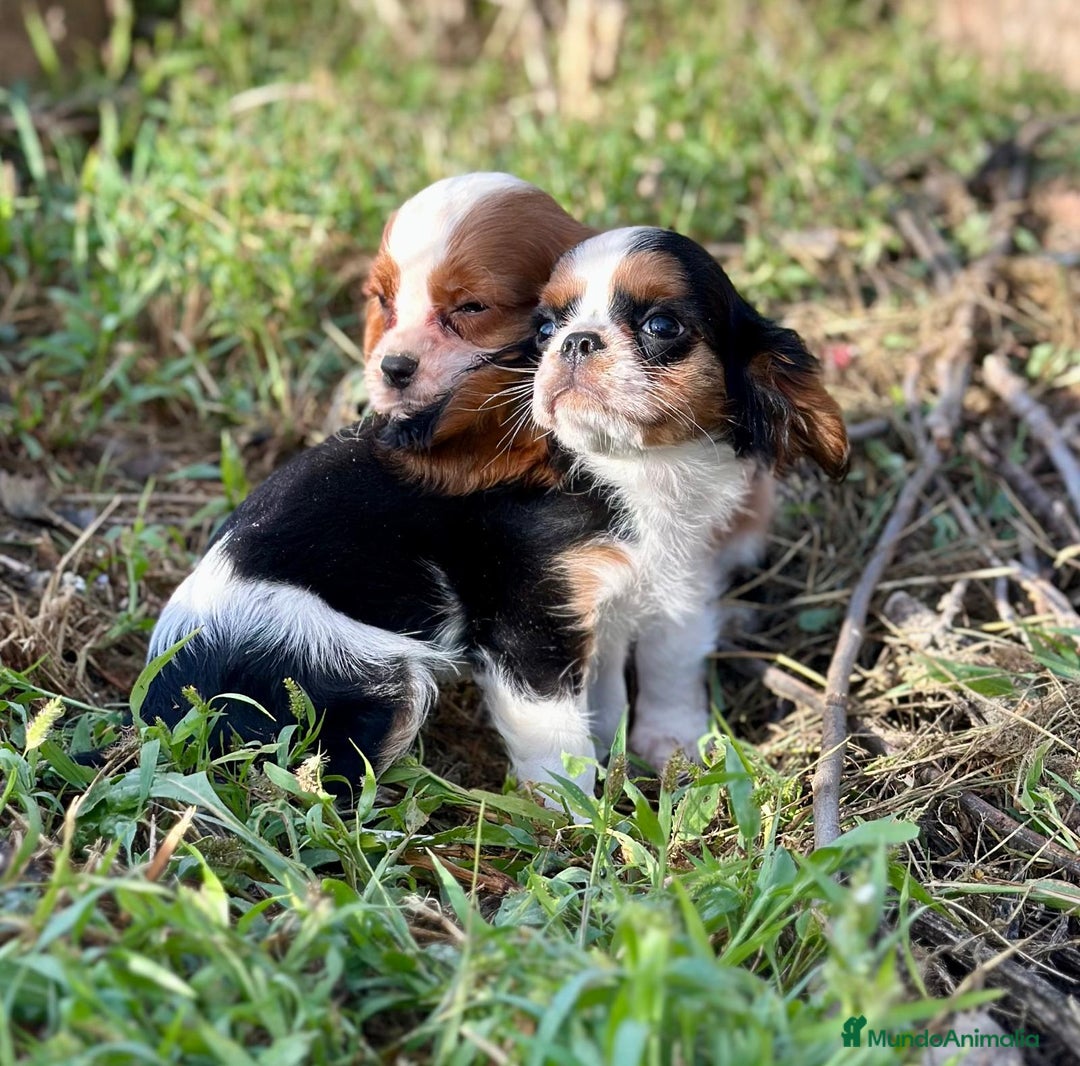 Cavalier King Charles Spaniel perros en venta: Cavaller king  - Imagen 10