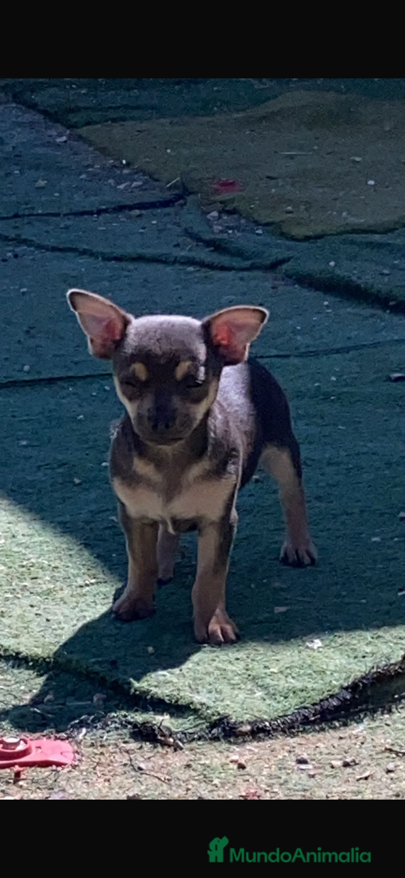Chihuahua perros Chihuahuas machitos cabeza manzana toy - Anuncio 34