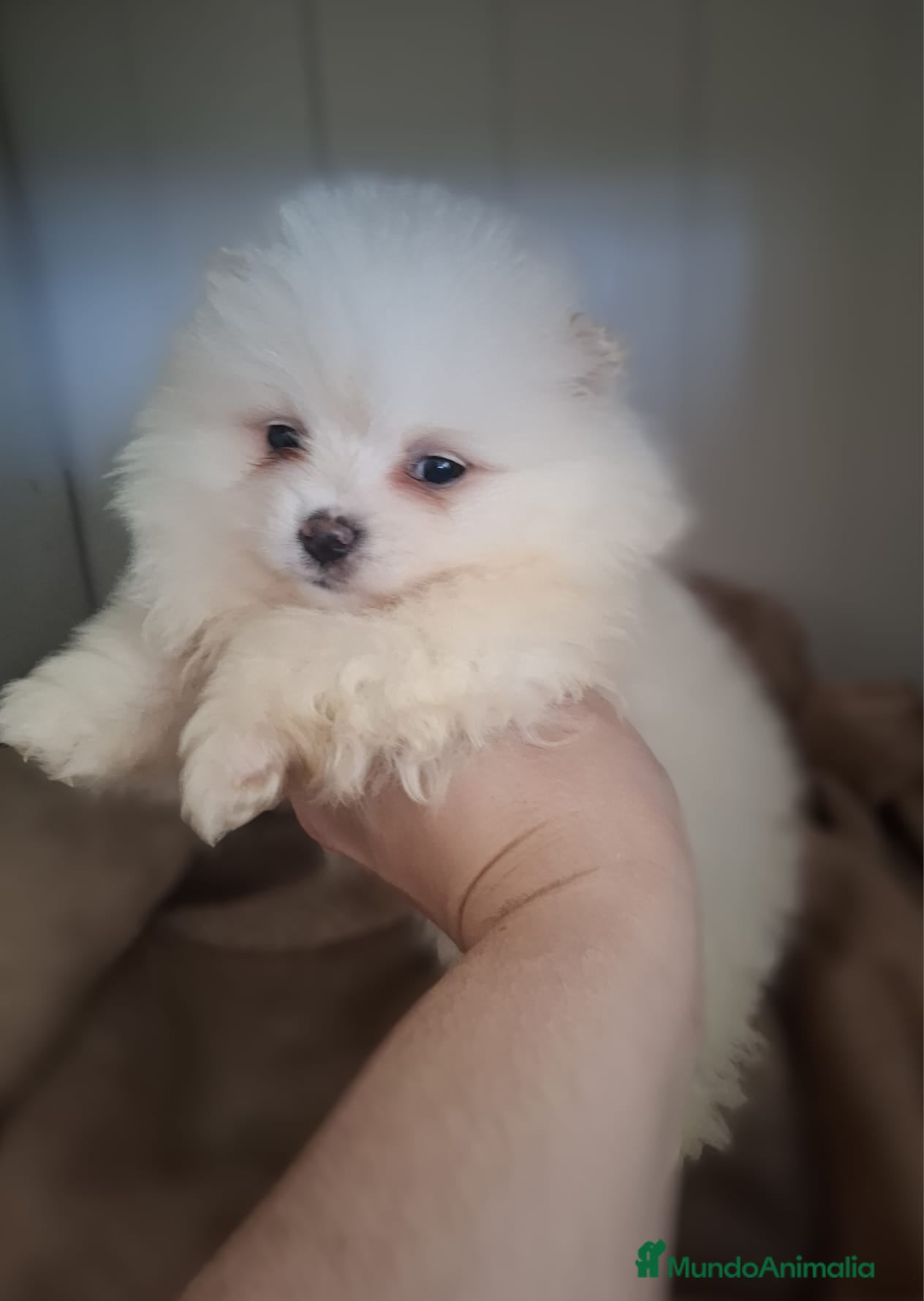 Pomerania perros POMERANIA - Anuncio 4